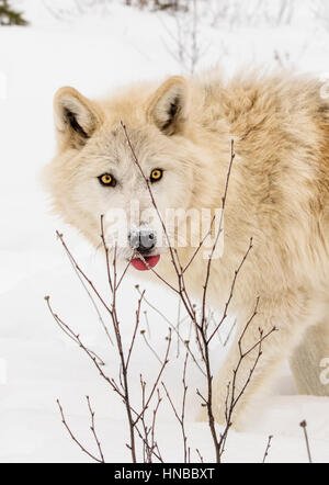 Gray Wolf; Canus Lupus; British Columbia; Canada