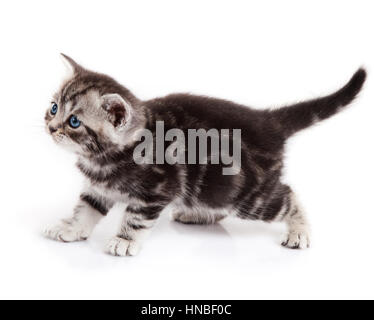 kitten isolated on white background.  little cat Stock Photo
