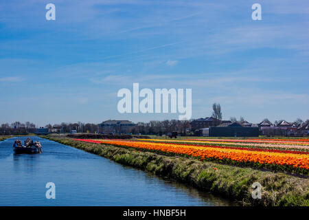 Tulip colorful blossom flowers cultivation field in spring. Keukenhof, Holland or Netherlands, Europe Stock Photo