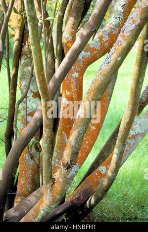 Lichen colonies on tree branches at Batemans, home of Rudyard Kipling Stock Photo