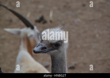 Ostrich or common ostrich (Struthio camelus) is either one or two species of large flightless birds native to Africa Stock Photo