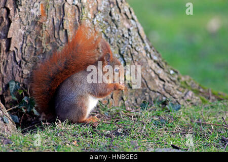 Red Squirrel, (Sciurus vulgaris), adult feeding, Mannheim, Germany, Europe Stock Photo