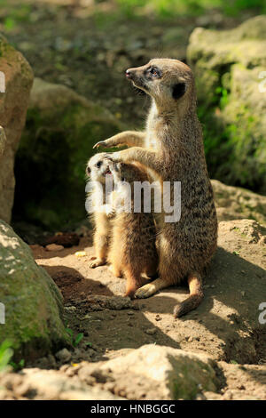 Suricate, (Suricata suricatta), adult with two youngs, Africa ,Meerkat, Meerkats Stock Photo