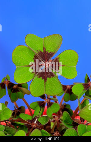 Oxalis - Iron Cross Good Luck Plant