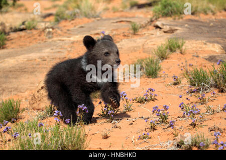 Grizzly Bear, (Ursus arctos horribilis), Monument Valley, Utah, USA, three month old Stock Photo