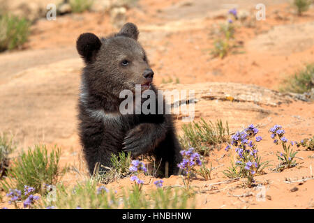 Grizzly Bear, (Ursus arctos horribilis), Monument Valley, Utah, USA, three month old Stock Photo