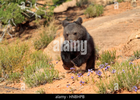 Grizzly Bear, (Ursus arctos horribilis), Monument Valley, Utah, USA, three month old Stock Photo