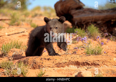 Grizzly Bear, (Ursus arctos horribilis), Monument Valley, Utah, USA, three month old Stock Photo