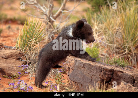 Grizzly Bear, (Ursus arctos horribilis), Monument Valley, Utah, USA, three month old Stock Photo