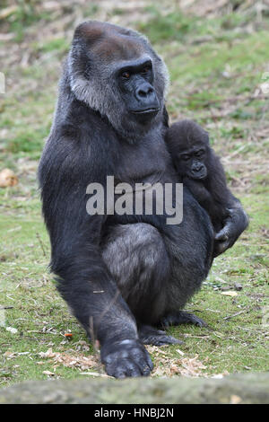 Western lowland gorilla Afia celebrates her first birthday with surrogate mother Romina at Bristol Zoo. Stock Photo