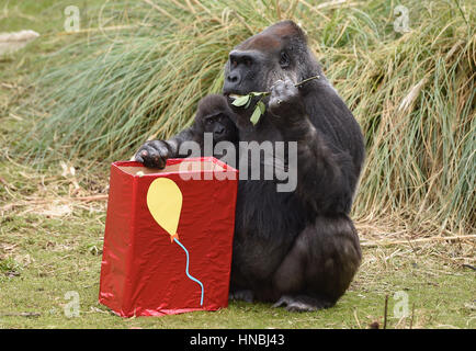 Western lowland gorilla Afia celebrates her first birthday with surrogate mother Romina at Bristol Zoo. Stock Photo
