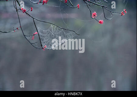A spider web hangs heavy with drops of water on a foggy morning in a tree with bright pink flower blossoms. Stock Photo