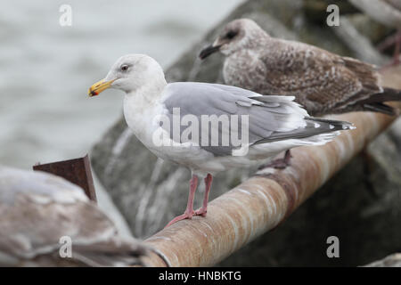 Adult Glaucous-winged Gull (Larus glaucescens) perched on pipe on the Hokkaido coast, Japan Stock Photo