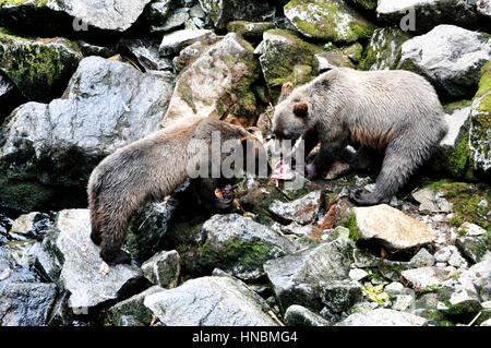 Tongass National Forest, Anan Creek wildlife observatory, Alaska, USA Stock Photo