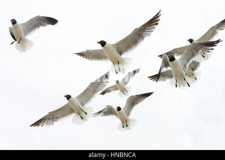 Seagulls in the air Stock Photo