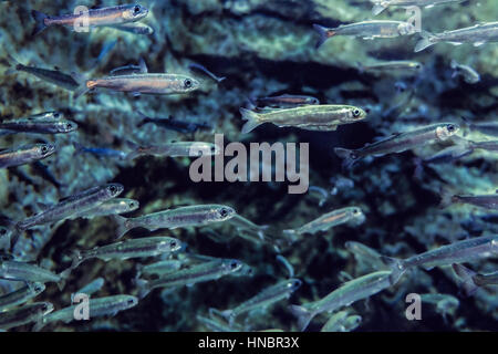 Many small salmon fish, underwater view, age 8 - 12 months Stock Photo