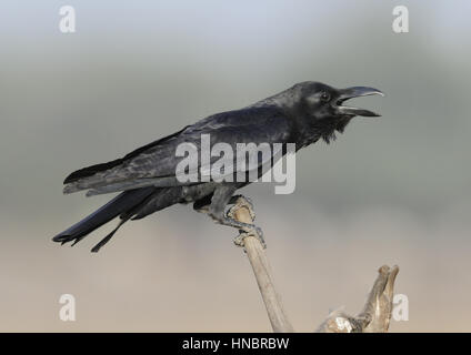 Large-billed crow Corvus macrorhynchos japonensis taking flight. Lake ...