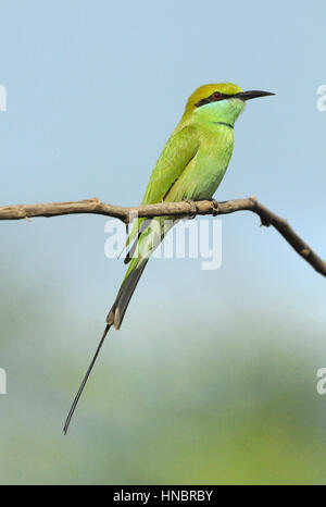 Little Green Bee-eater - Merops orientalis Stock Photo