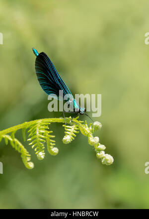 Beautiful Demoiselle - Calopteryx virgo - male Stock Photo