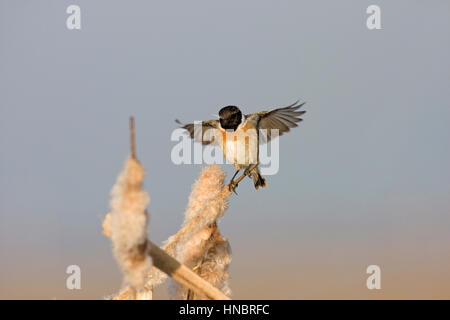 Stonechat - Saxicola torquata - male Stock Photo