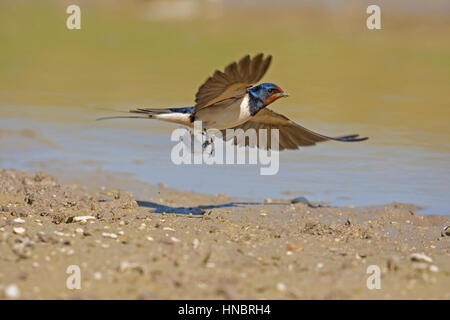 Swallow - Hirundo rustica Stock Photo