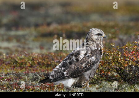 Close-up of a young rough-legged hawk (Buteo Lagopus) found on the tundra near Arviat, Nunavut Stock Photo