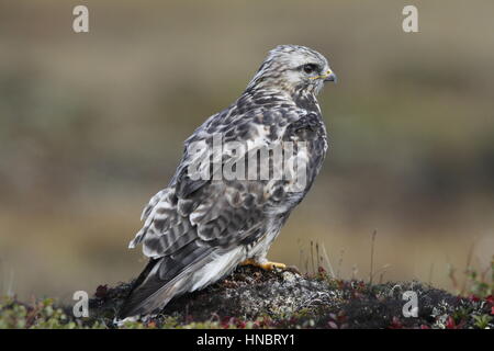 Close-up of a young rough-legged hawk (Buteo Lagopus) found on the tundra near Arviat, Nunavut Stock Photo