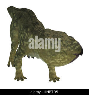 Udanoceratops was a Ceratopsian herbivorous dinosaur that lived in Mongolia in the Cretaceous Period. Stock Photo