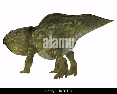 Udanoceratops was a Ceratopsian herbivorous dinosaur that lived in Mongolia in the Cretaceous Period. Stock Photo