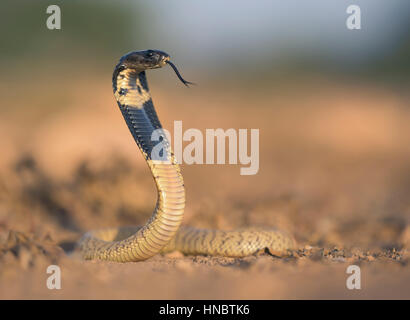 Juvenile Moroccan cobra (Naja haje), Sidi Ifni, Morocco Stock Photo