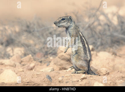 Wild Barbary Ground Squirrel (Atlantoxerus getulus), Morocco Stock Photo