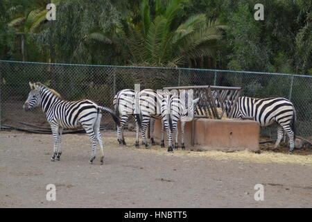 Zebras are several species of African equids (horse family) united by their distinctive black and white striped coats. Grevy's zebra. Stock Photo