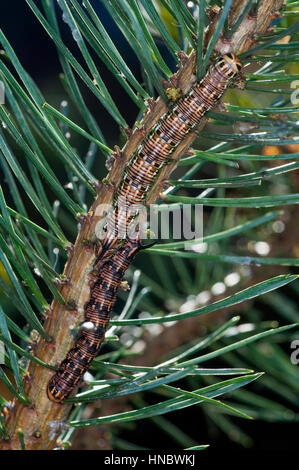 Pine Hawk moth caterpillars  (Sphinx pinastri) camouflaged on a pine tree branch Stock Photo