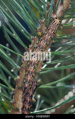 Pine Hawk moth larvae (Sphinx pinastri) camouflaged on a pine tree branch Stock Photo