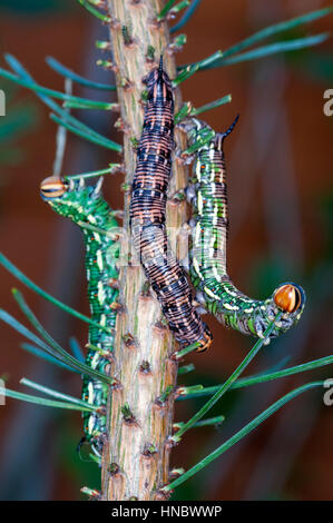 Pine Hawk moth caterpillars (Sphinx pinastri) eating a pin needle Stock Photo