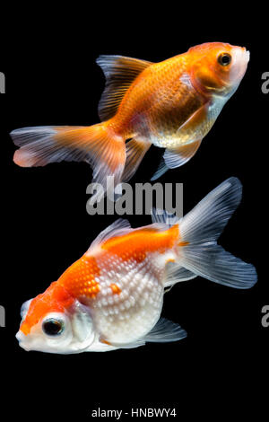 Two goldfish in a bowl Stock Photo