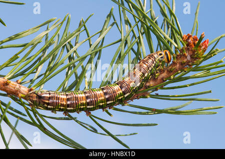 Pine Hawk moth larvae (Sphinx pinastri) on a pine tree branch Stock Photo