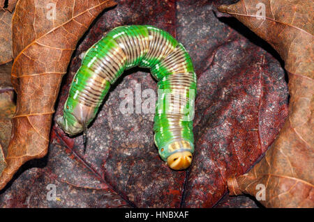 Pine Hawk moth larvae (Sphinx pinastri) looking for a place to burrow for metamorphosis Stock Photo