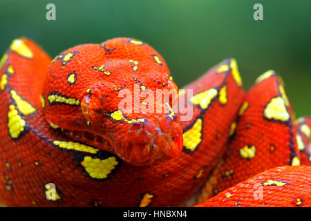 Portrait of a python snake coiled, Indonesia Stock Photo - Alamy