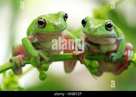 Two dumpy tree frogs on a plant, Indonesia Stock Photo