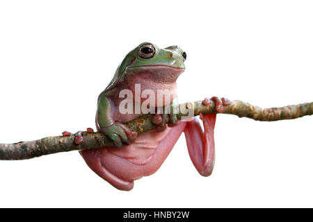 Dumpy tree frog on branch, Indonesia Stock Photo