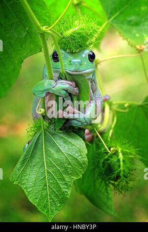 Dumpy tree frog sitting on plant, Indonesia Stock Photo