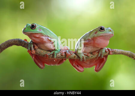 Two dumpy tree frogs on a branch, Indonesia Stock Photo