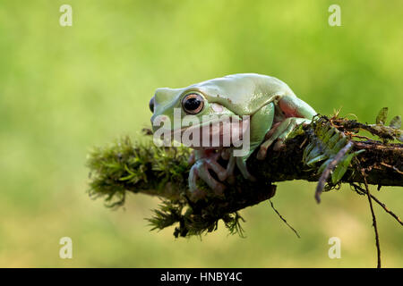 Dumpy tree frog sitting on plant, Indonesia Stock Photo