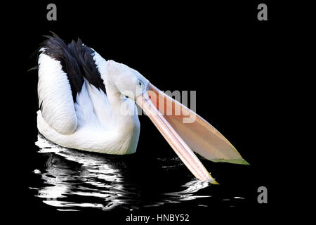 Pelican bird fishing in lake, Indonesia Stock Photo