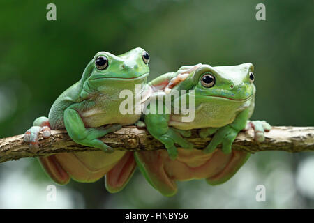 Two dumpy tree frogs on a branch, Indonesia Stock Photo