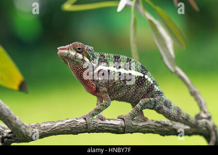 Chameleon on branch, Indonesia Stock Photo