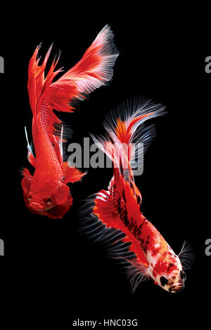 Two angry Betta fish Stock Photo