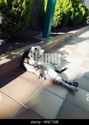 Lazy cat on a sunny day on the ground in a nice position. Stock Photo