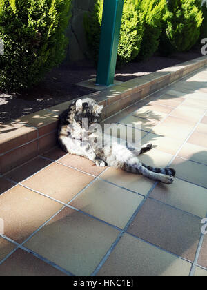 Lazy cat on a sunny day on the ground in a nice position. Stock Photo